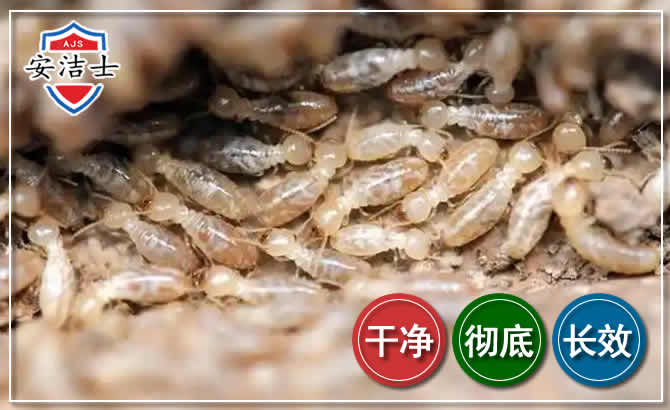 嵊泗白蚁防治