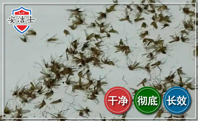 嵊泗苍蝇防治-灭蝇