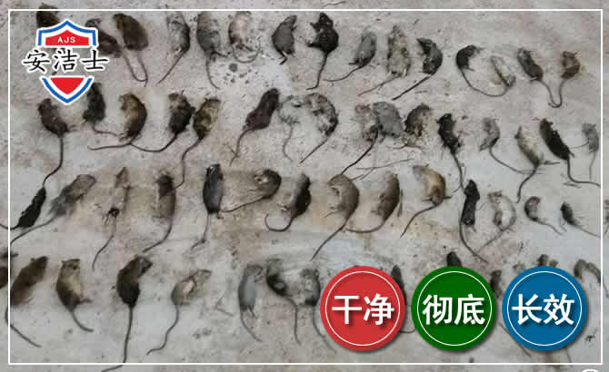 嵊泗鼠害防治-灭鼠