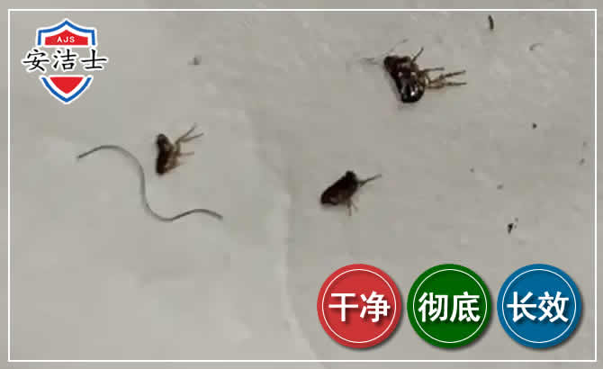 嵊泗跳蚤防治-灭跳蚤